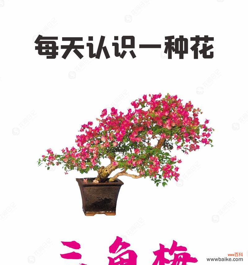 花的象征意义有哪些？花的象征意义代表什么？