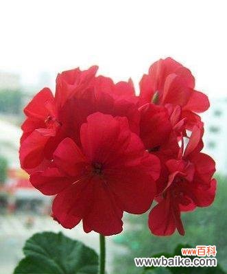 红色健康象征的花卉：哪些花代表健康与活力？