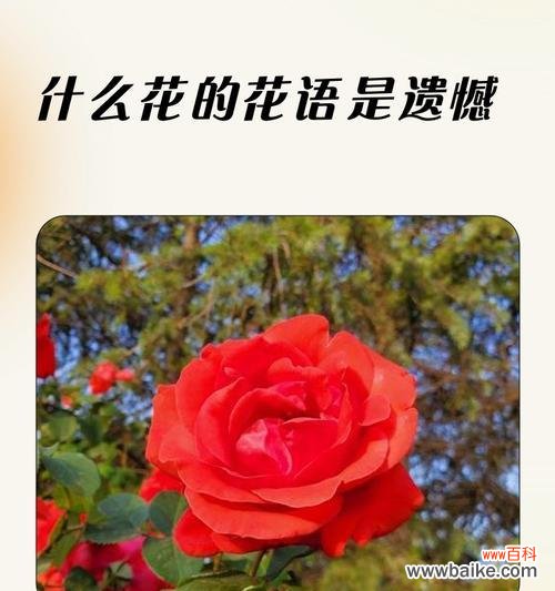 花的花语大全是什么？花的寓意有哪些？