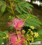 伞中放花的含义是什么？探索伞中花的文化意义。