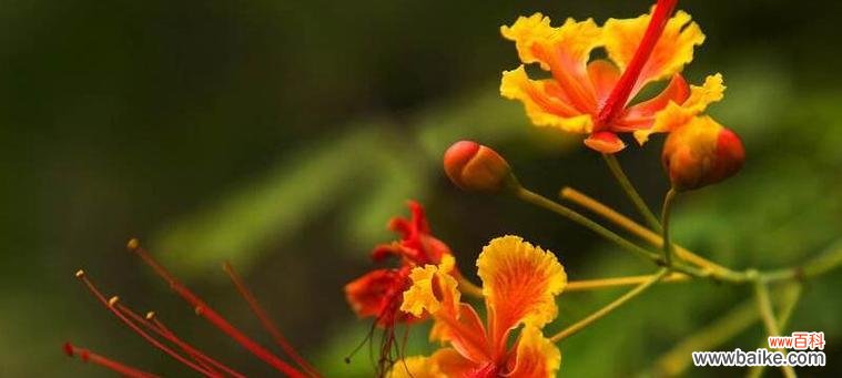 哪种花最能象征成功?花卉中有哪些代表成功的花语?