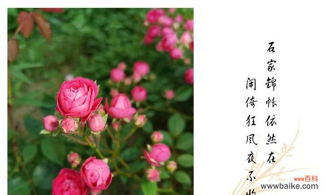 哪种花最能象征成功?花卉中有哪些代表成功的花语?