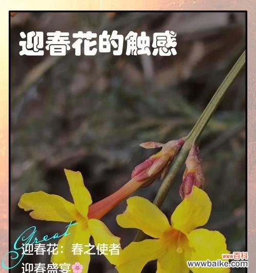 迎春花的花语是什么?春天的使者象征。