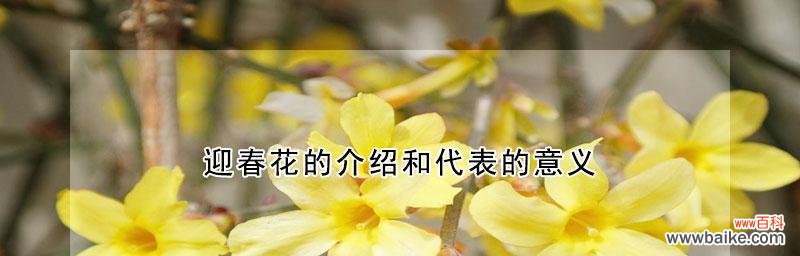 迎春花的花语是什么?春天的使者象征。