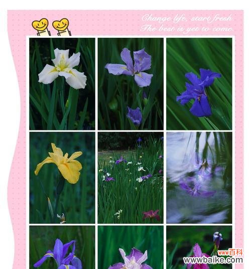 花好象征的寓意词语有哪些?它们各自代表什么?