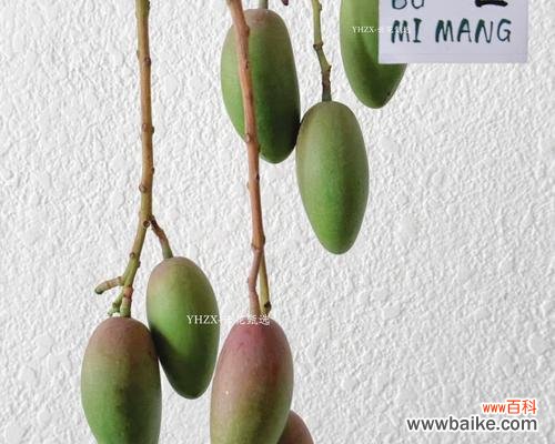 哪种花表达迷茫?它的含义是什么?