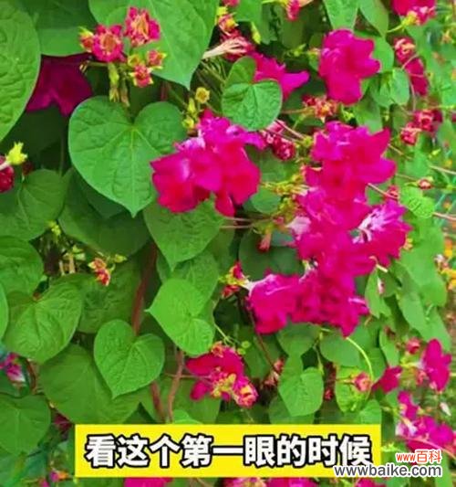 哪种花表达迷茫?它的含义是什么?