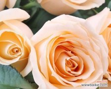 19朵香槟色玫瑰的情感秘密 浪漫香槟花开花语