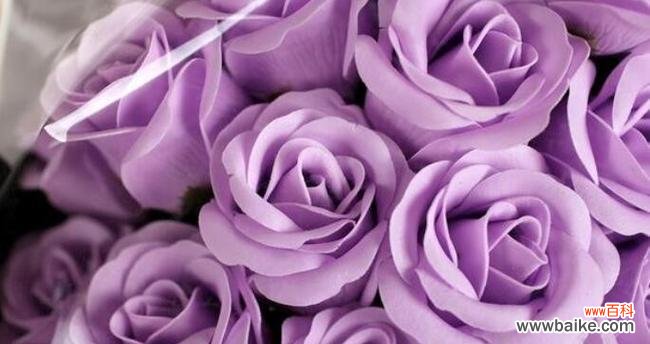 传递真挚情感,解读花海语言 23朵玫瑰花语