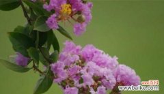 用花语传递乐观心态 乐观的花