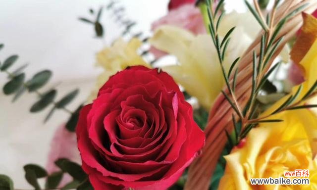 以亲情的花为主题 用花语表达亲情之美
