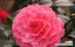 欢庆祝贺的花语 花语庆祝祝贺，用鲜花传递喜庆之情