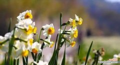 探索伤心花朵的花语 以表示伤心的花花语是伤心的花有哪些