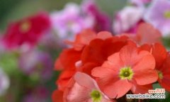 以表示生日的花为主题 用花语庆祝生日的美妙之旅