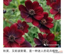 外花代表什么含义？外花在花语中象征着什么？