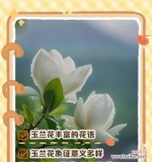 银杏花花语含义与象征意义