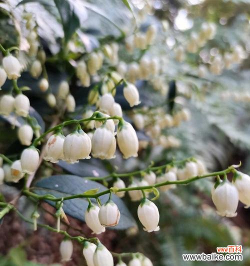 韩国白色的花寓意什么?白色花在韩国文化中的意义是什么?