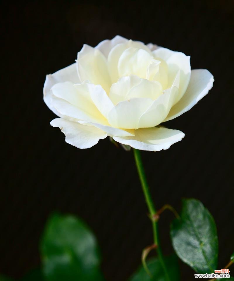 韩国白色的花寓意什么?白色花在韩国文化中的意义是什么?