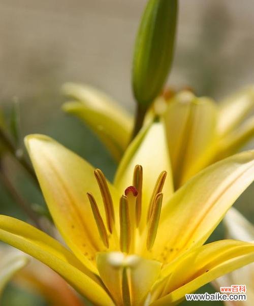 黄色百合的含义是什么？花语代表什么？