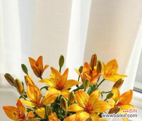 黄色百合的含义是什么？花语代表什么？