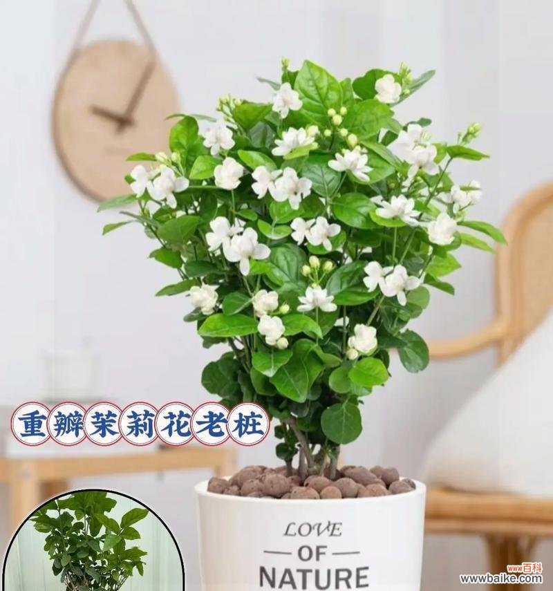 茉莉花代表什么寓意?