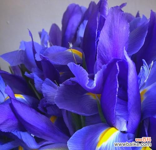 法兰西的象征花有哪些?它们如何代表法国?