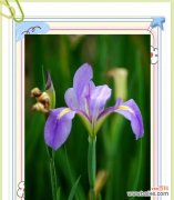 花语倾城的含义是什么？它传达了怎样的情感？