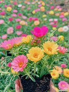 太阳花在情侣网名中象征什么？如何用它表达爱意？