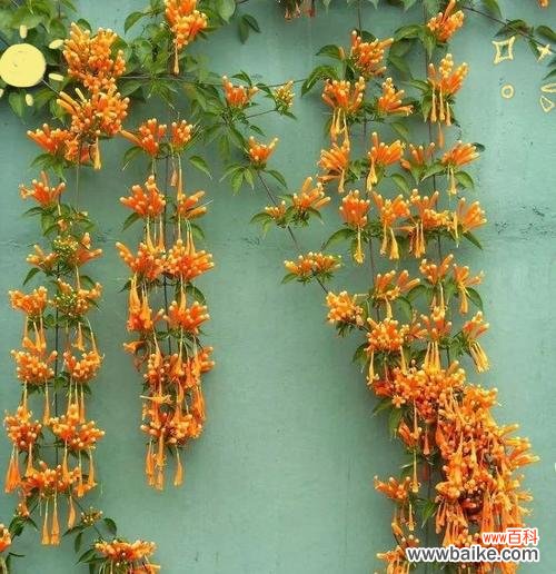 探索哪种花代表集体精神?