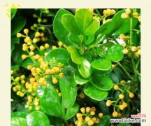 探索哪种花代表集体精神？