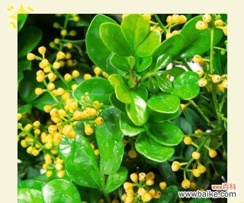 探索哪种花代表集体精神?