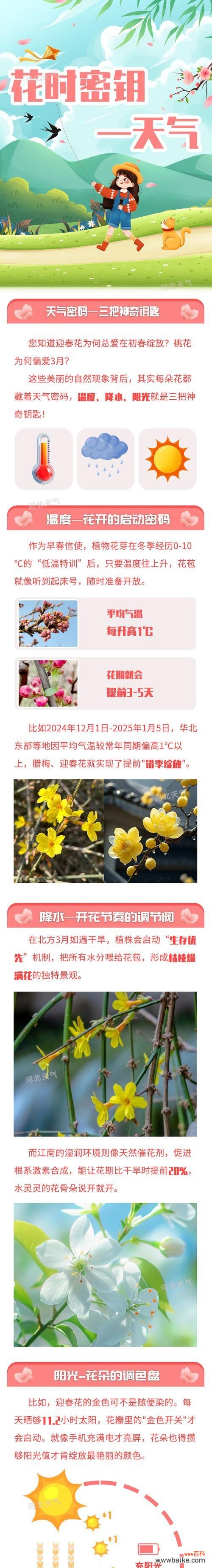 探索哪种花代表集体精神?