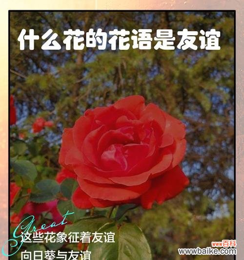 19朵花的花语是什么意思？19朵花代表了什么意义？