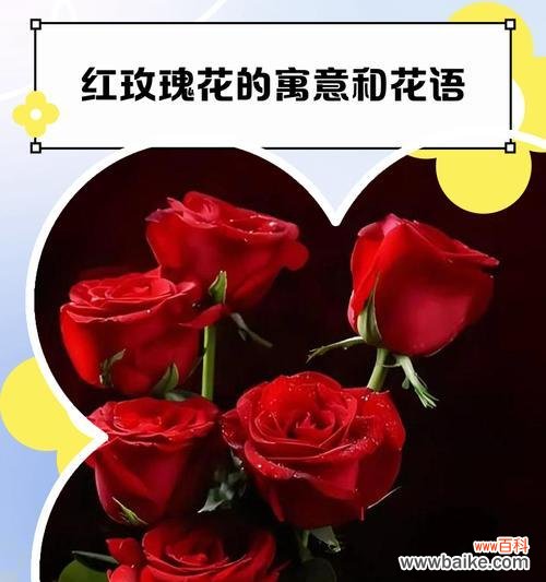 秋季象征爱情的花有哪些？它们的花语是什么？