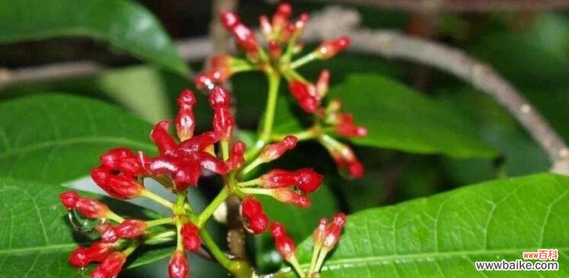 哪些植物的花象征二婚?它们的花语是什么?