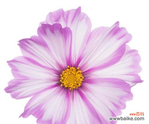 花的象征的宇宙有哪些?这些宇宙的象征意义是什么?