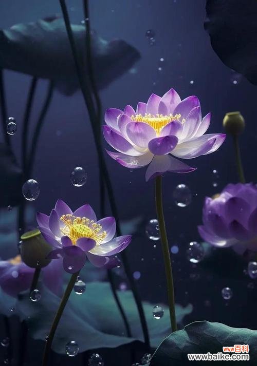 花的象征的宇宙有哪些?这些宇宙的象征意义是什么?