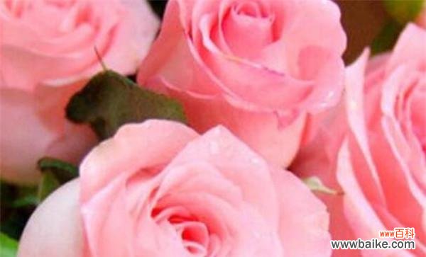 解读玫瑰花语的传情密码 22朵玫瑰花语的深意