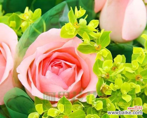 以29朵玫瑰的花语讲述恋爱的诺言 《爱与承诺的绽放》