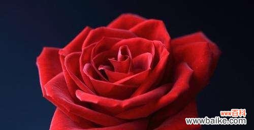 玫瑰花的浪漫魅力及象征意义 玫瑰花语之爱情的传递