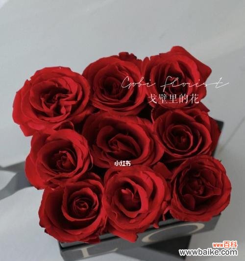 从爱情到友谊,解读玫瑰花29种不同寓意 玫瑰花的29种含义与象征