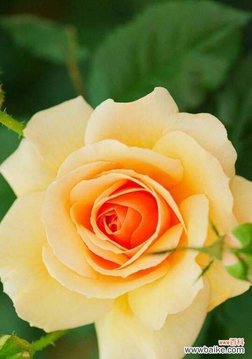 花海中的成功之源 胜利的花——探寻花语中的胜利象征