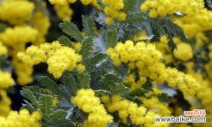 怀故乡的美丽印记 思乡之情