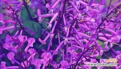 探寻守护的花语 花语之守护