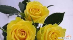 展现花的温柔之美 花语温柔，轻柔之美