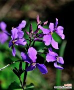 揭示生命中无私奉献的花语之美 无私奉献的花