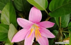 以表示妩媚的花花语代表妩媚的花 花开妩媚，妩媚花语解读