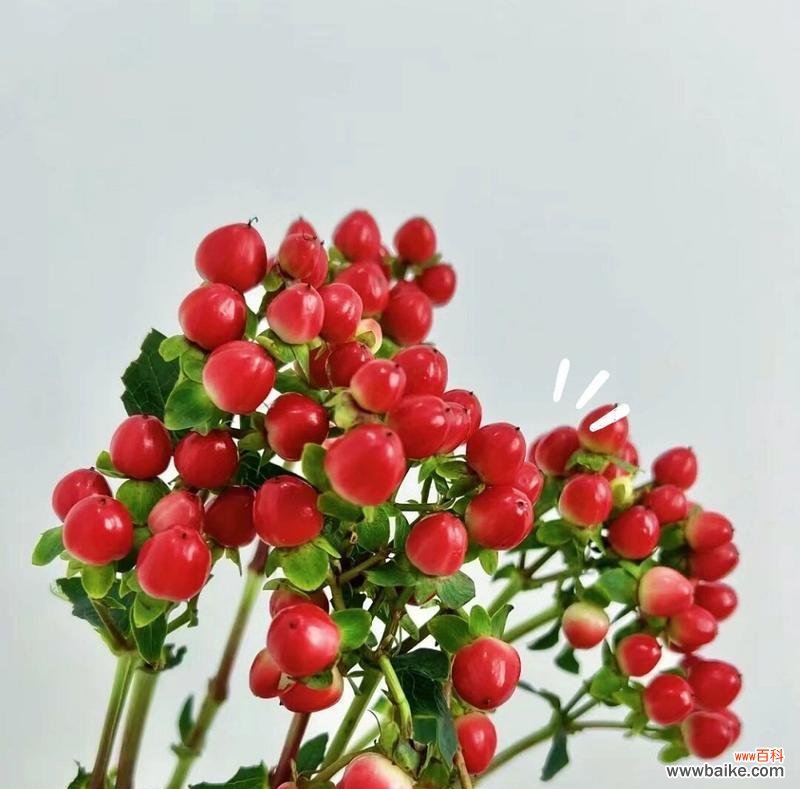 相思花语的含义与象征 相思花语，寄托思念之情