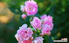 花言蓝色之恋 花语