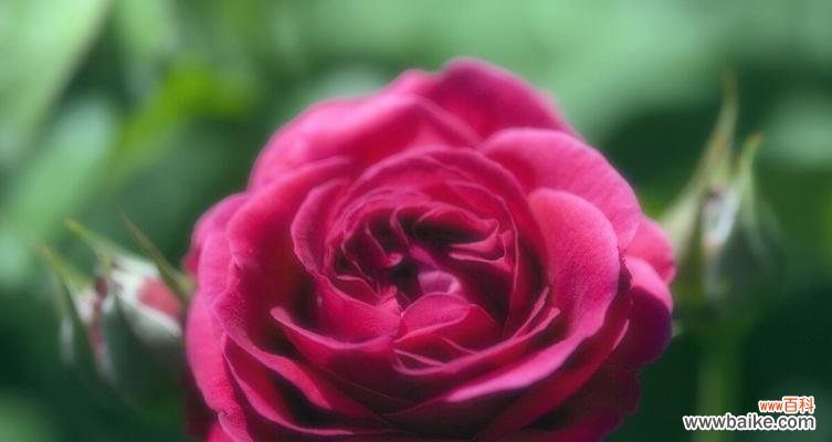 花海中的感恩 感谢之花